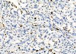 PTBP2 Antibody in Immunohistochemistry (Paraffin) (IHC (P))