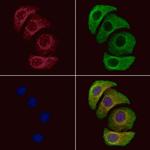 Phospho-PKM2 (Tyr105) Antibody in Immunocytochemistry (ICC/IF)