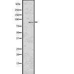 Phospho-RSK2 (Tyr529) Antibody in Western Blot (WB)