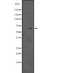 Phospho-Beclin 1 (Ser93,Ser96) Antibody in Western Blot (WB)