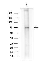 Phospho-SAMHD1 (Thr592) Antibody in Western Blot (WB)