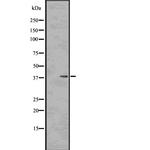 Phospho-PP1 alpha (Thr320) Antibody in Western Blot (WB)