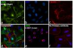 LRP6 Antibody in Immunocytochemistry (ICC/IF)