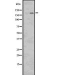 LRP6 Antibody in Western Blot (WB)