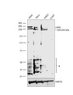 LRP6 Antibody in Western Blot (WB)