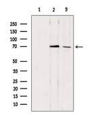 CDC7 Antibody in Western Blot (WB)