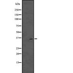 OVOL1 Antibody in Western Blot (WB)