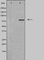 BERP Antibody in Western Blot (WB)