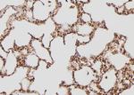 TPT1 Antibody in Immunohistochemistry (Paraffin) (IHC (P))