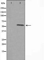 ITPKA Antibody in Western Blot (WB)