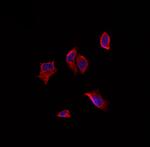 AKAP5 Antibody in Immunocytochemistry (ICC/IF)