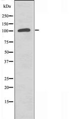 CIITA Antibody in Western Blot (WB)