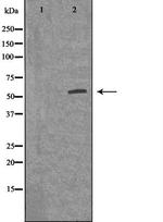 ACVR1B Antibody in Western Blot (WB)