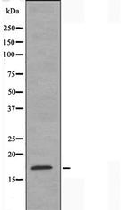 BUD31 Antibody in Western Blot (WB)