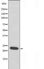 ID4 Antibody in Western Blot (WB)