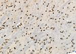 HOXA1 Antibody in Immunohistochemistry (Paraffin) (IHC (P))