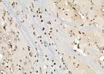 HOXA1 Antibody in Immunohistochemistry (Paraffin) (IHC (P))