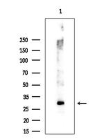 HOXA1 Antibody in Western Blot (WB)