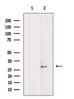 BAP31 Antibody in Western Blot (WB)