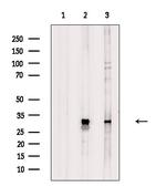 DLX5 Antibody in Western Blot (WB)