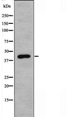 IRX1 Antibody in Western Blot (WB)