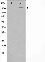 AKAP13 Antibody in Western Blot (WB)