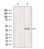 ELAVL2 Antibody in Western Blot (WB)