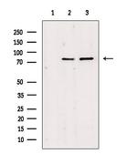 JIP2 Antibody in Western Blot (WB)