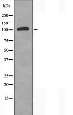 TOP3A Antibody in Western Blot (WB)