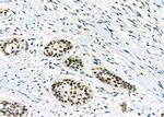 p35 Antibody in Immunohistochemistry (Paraffin) (IHC (P))