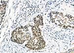 p35 Antibody in Immunohistochemistry (Paraffin) (IHC (P))