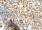 p35 Antibody in Immunohistochemistry (Paraffin) (IHC (P))