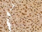 ASC1 Antibody in Immunohistochemistry (Paraffin) (IHC (P))