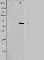 ASC1 Antibody in Western Blot (WB)