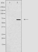 ADCK2 Antibody in Western Blot (WB)