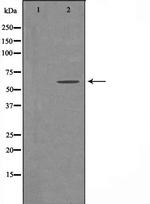 ADCK1 Antibody in Western Blot (WB)