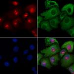 MAP4K3 Antibody in Immunocytochemistry (ICC/IF)