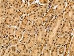 MAP4K3 Antibody in Immunohistochemistry (Paraffin) (IHC (P))