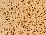 MAP4K3 Antibody in Immunohistochemistry (Paraffin) (IHC (P))