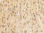 MAP4K3 Antibody in Immunohistochemistry (Paraffin) (IHC (P))