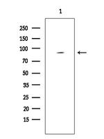 MAP4K3 Antibody in Western Blot (WB)