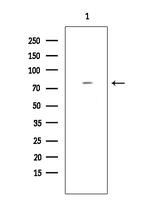 MAP4K3 Antibody in Western Blot (WB)