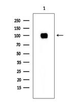 DBC1 Antibody in Western Blot (WB)