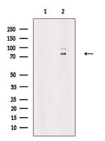 EPS8L1 Antibody in Western Blot (WB)