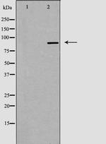 CDK11A/CDK11B Antibody in Western Blot (WB)