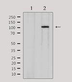 CDCA2 Antibody in Western Blot (WB)