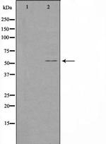 CYP1A1/CYP1A2 Antibody in Western Blot (WB)