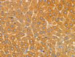 CYP2A13 Antibody in Immunohistochemistry (Paraffin) (IHC (P))