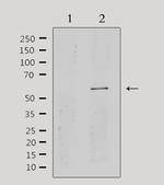 CYP2A13 Antibody in Western Blot (WB)