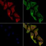 Cytochrome P450 Pan Antibody in Immunocytochemistry (ICC/IF)